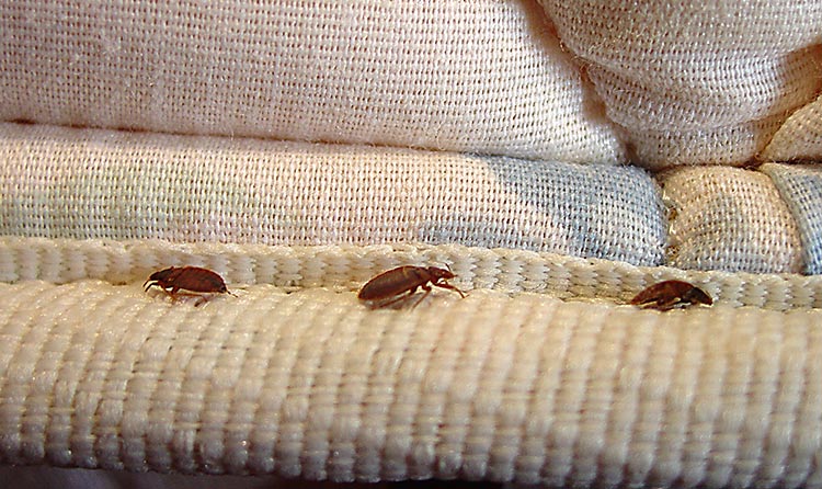 Bed Bug Inspection